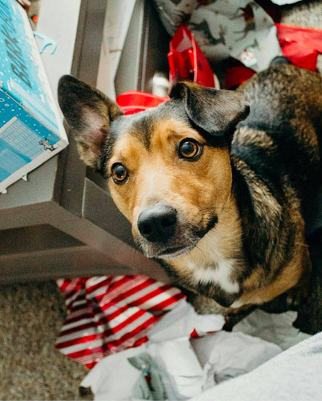 Bucky joined the competition — help win amazing prizes! canidae, cardigan_welsh_corgi, carnivore, companion_dog, dog, dog_breed, ear, feist, fur, mammal, pembroke_welsh_corgi, puppy, snout, street_dog, welsh_corgi, whiskers