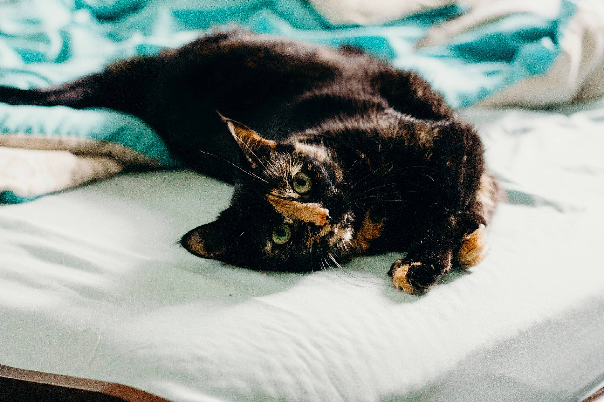 Pepper joined the competition — help win amazing prizes! bed, black, black_cat, carnivore, cat, claw, domestic_short_haired_cat, ear, eye, felidae, fur, kitten, nap, sand, sleep, small_to_medium_sized_cats, whiskers