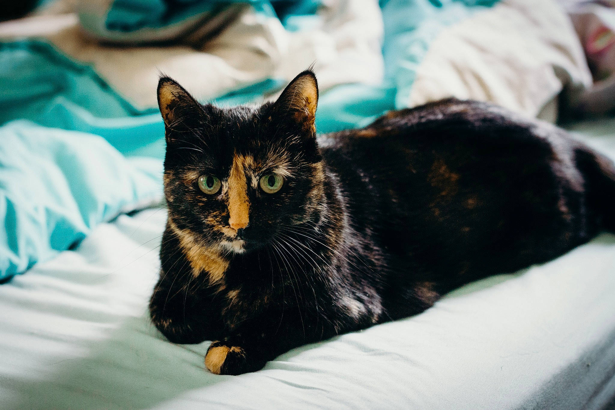 Pepper is registered to the contest to win money with this photo: american_shorthair, asian, bed, black, black_cat, carnivore, cat, claw, domestic_short_haired_cat, ear, european_shorthair, eye, felidae, fur, kitten, mammal, sand, small_to_medium_sized_cats, snout, whiskers