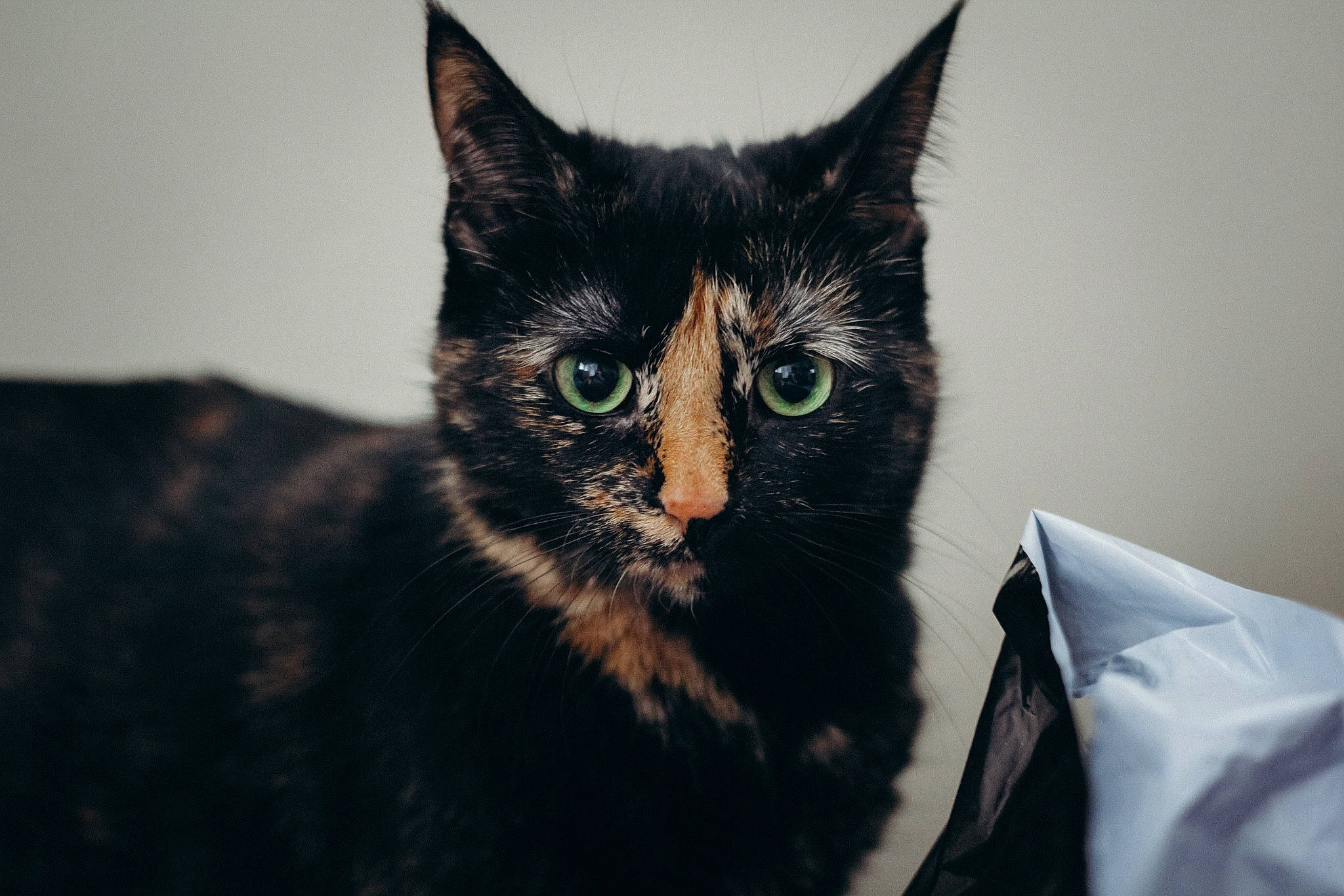 Pepper joined the competition — help win amazing prizes! asian, black, black_and_white, black_cat, carnivore, cat, domestic_short_haired_cat, ear, european_shorthair, eye, felidae, fur, kitten, small_to_medium_sized_cats, snout, whiskers