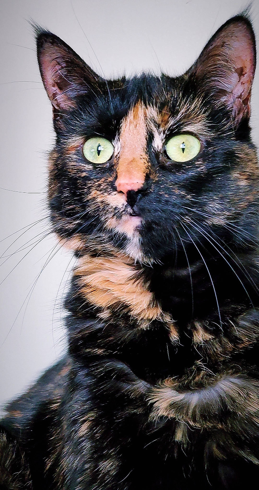 Pepper is registered to the contest to win money with this photo: american_wirehair, asian, black_cat, carnivore, cat, domestic_short_haired_cat, european_shorthair, eye, felidae, fur, kitten, mammal, small_to_medium_sized_cats, snout, tabby_cat, whiskers