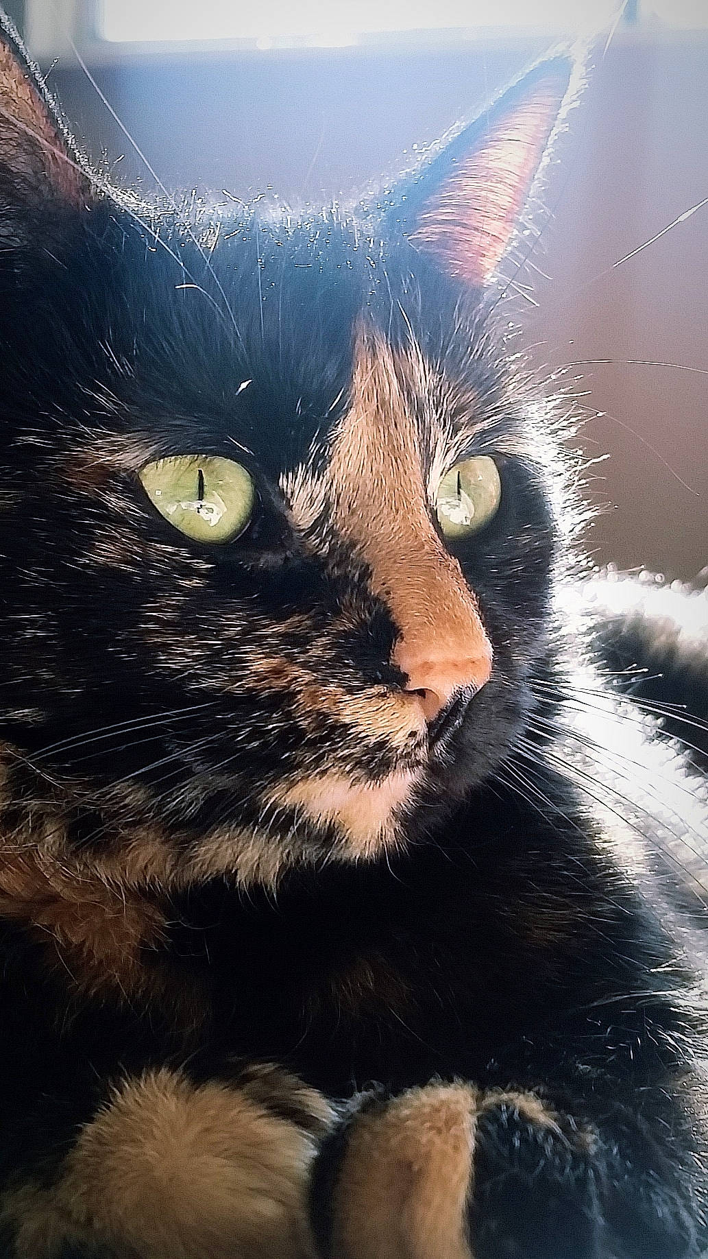 Pepper is registered to the contest to win money with this photo: american_wirehair, asian, black_cat, carnivore, cat, domestic_short_haired_cat, european_shorthair, eye, felidae, fur, nose, sky, small_to_medium_sized_cats, snout, whiskers