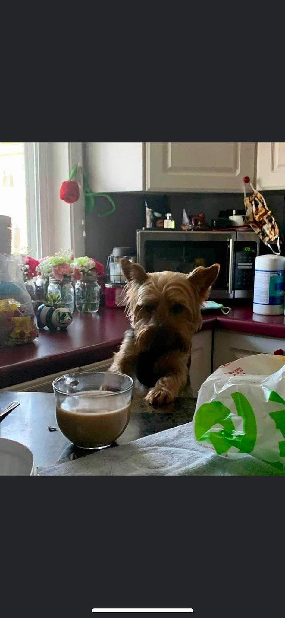 Amora is registered to the contest to win money with this photo: carnivore, companion_dog, cup, dishware, dog, dog_breed, drink, drinkware, fawn, flooring, food, furniture, houseplant, interior_design, living_room, plate, serveware, table, tableware, wood