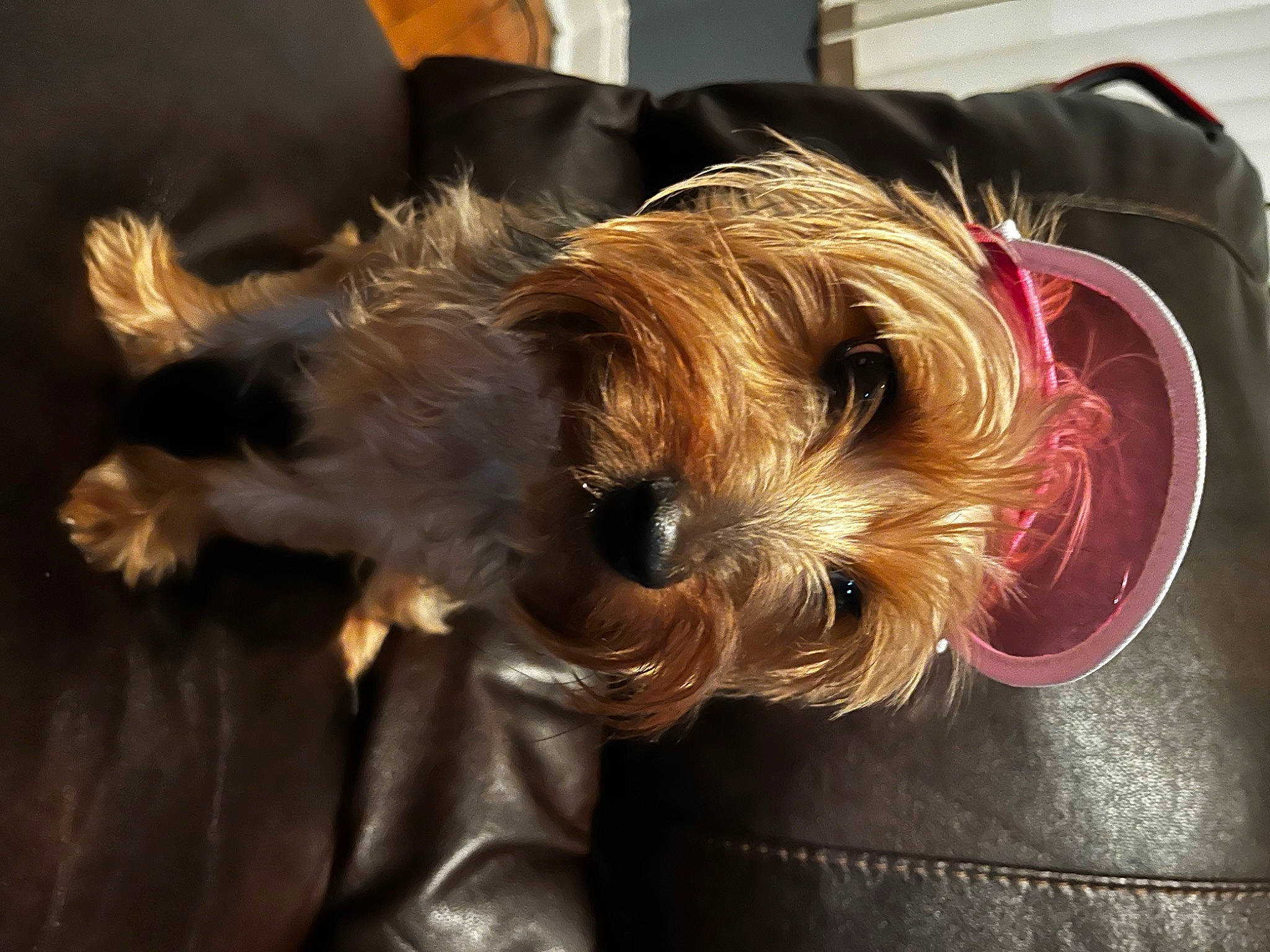 Amora is registered to the contest to win money with this photo: australian_silky_terrier, carnivore, comfort, companion_dog, dog, dog_breed, dog_supply, fashion_accessory, fawn, fur, liver, puppy_love, schnauzer, sitting, small_terrier, terrier, toy_dog, working_animal, yorkipoo, yorkshire_terrier