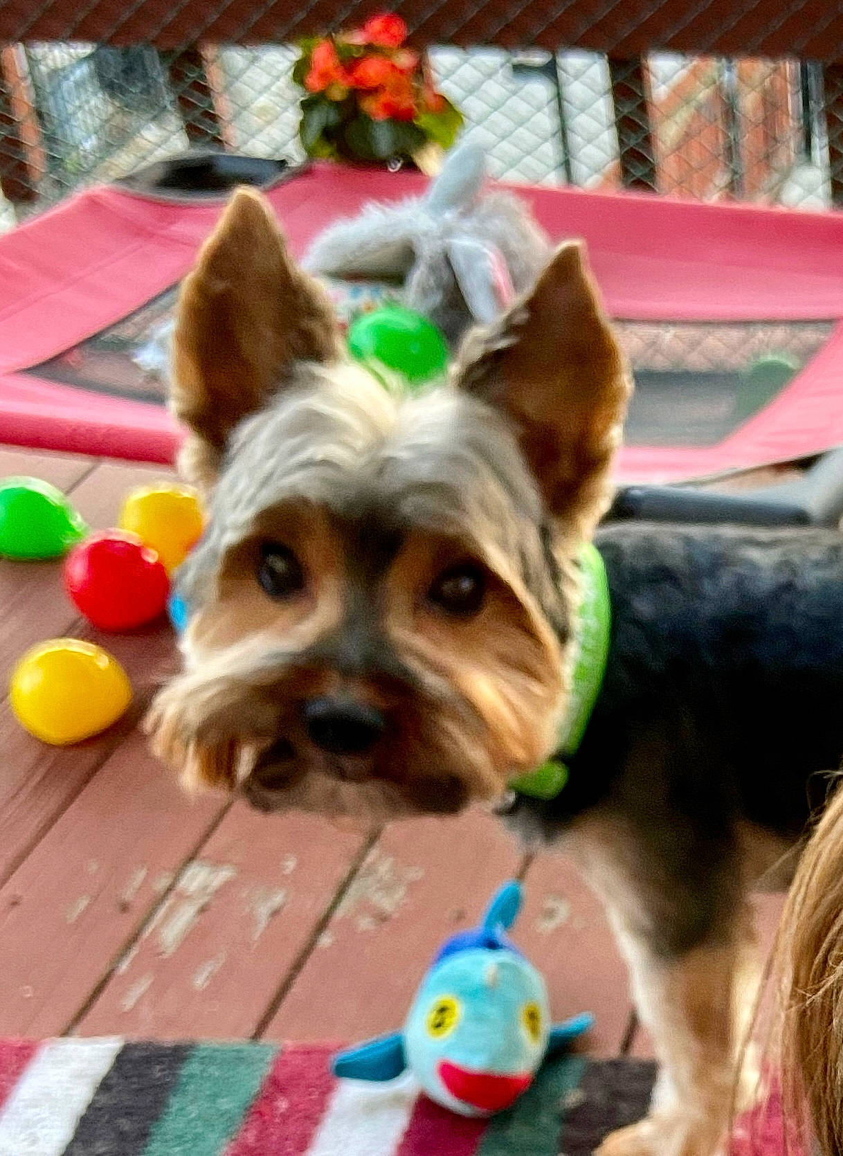 Loki is registered to the contest to win money with this photo: canidae, carnivore, collar, companion_dog, dog, dog_breed, dog_clothes, dog_collar, dog_supply, fashion_accessory, fawn, fur, mammal, party_hat, pet_supply, snout, toy, toy_dog, vertebrate, working_animal