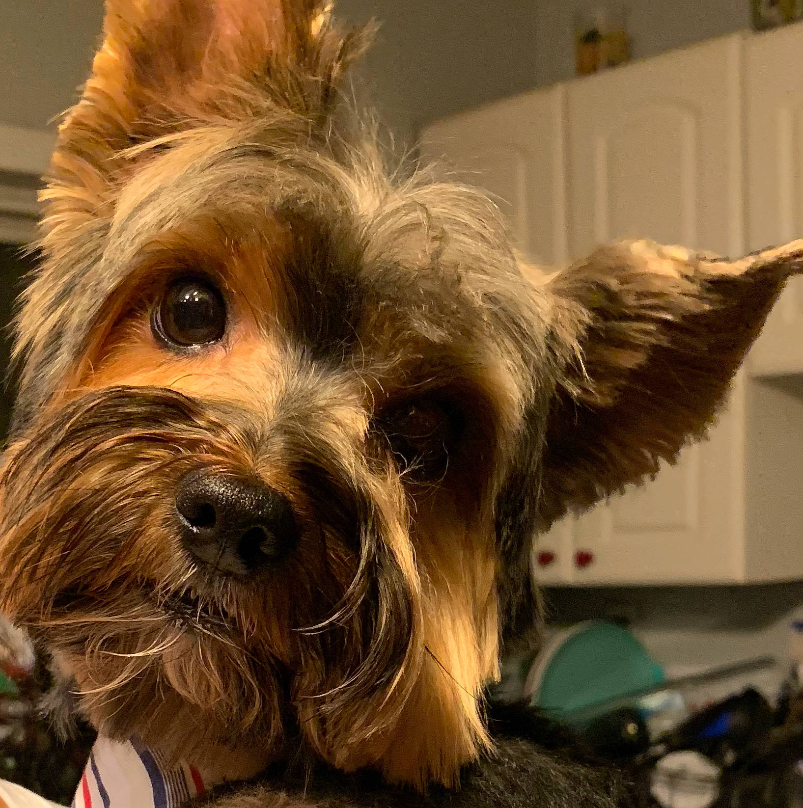 Loki joined the competition — help win amazing prizes! australian_silky_terrier, australian_terrier, biewer_terrier, canidae, carnivore, companion_dog, dog, dog_breed, fur, liver, puppy, small_terrier, snout, sporting_group, terrier, toy_dog, working_animal, yorkipoo, yorkshire_terrier