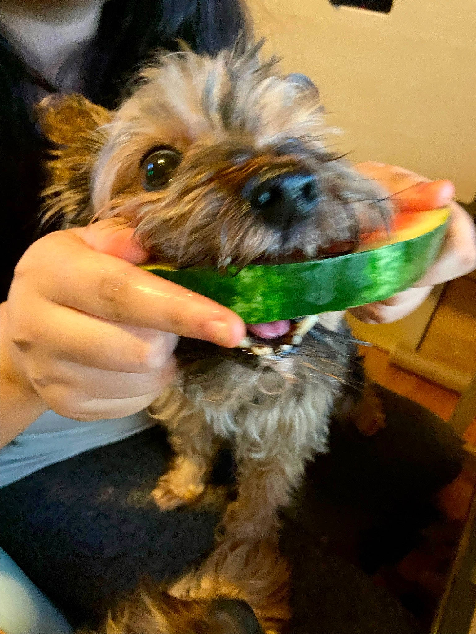 Loki is registered to the contest to win money with this photo: biewer_terrier, canidae, carnivore, companion_dog, dog, dog_breed, dog_supply, flooring, fur, liver, maltepoo, non_sporting_group, puppy, small_terrier, snout, sporting_group, terrier, toy_dog, working_animal, yorkipoo