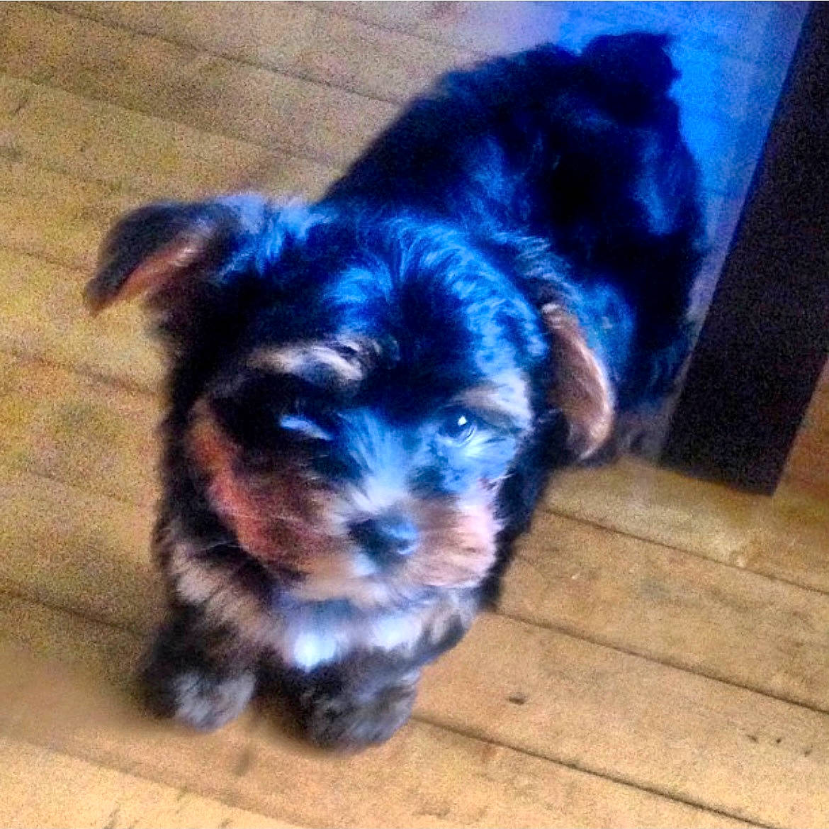 Loki is registered to the contest to win money with this photo: canidae, carnivore, companion_dog, dog, dog_breed, dog_supply, electric_blue, flooring, fur, paw, pet_supply, small_terrier, snout, sporting_group, terrier, toy, toy_dog, wood, working_animal, yorkipoo