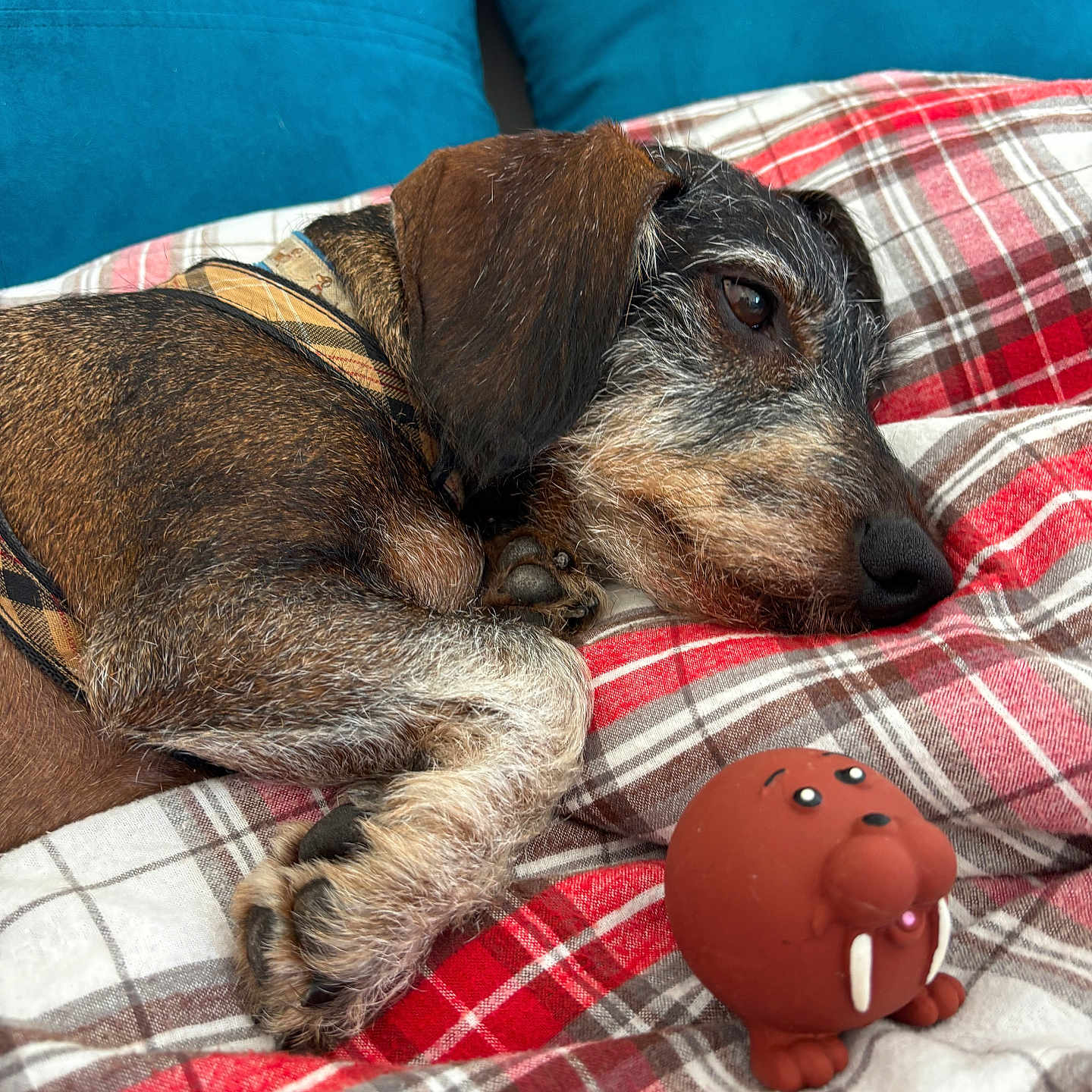 Lapo participe au concours pour gagner de l'argent avec cette photo : animal, brown_dog, close_up, companion, cozy, cute, dog, fabric, fur, indoor, paws, pet, pet_accessory, plaid_blanket, plaid_pattern, relaxing, resting, sleeping, toy, walrus_toy