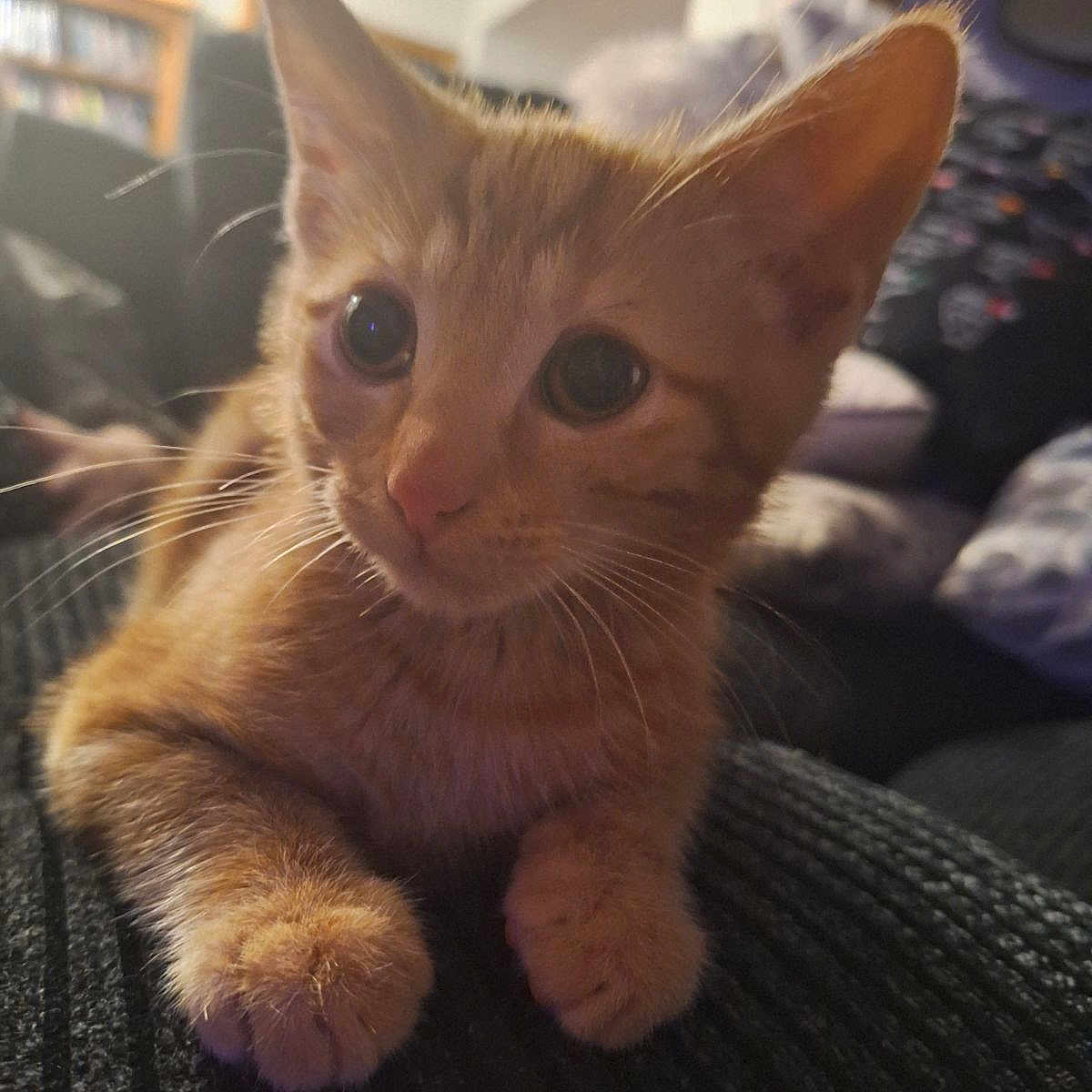Stuart is registered to the contest to win money with this photo: abyssinian, animal, architecture, bed, bedroom, building, cat, chair, couch, cushion, furniture, homedecor, indoors, interiordesign, kitten, livingroom, manx, pet, room, siamese