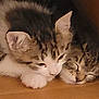 cat, kitten, sleeping, snuggling, fur, pet, animal, cute, closeup, whiskers, ears, tabby, white_paw, resting, indoor, floor, domestic_animal, friendship, together, cozy