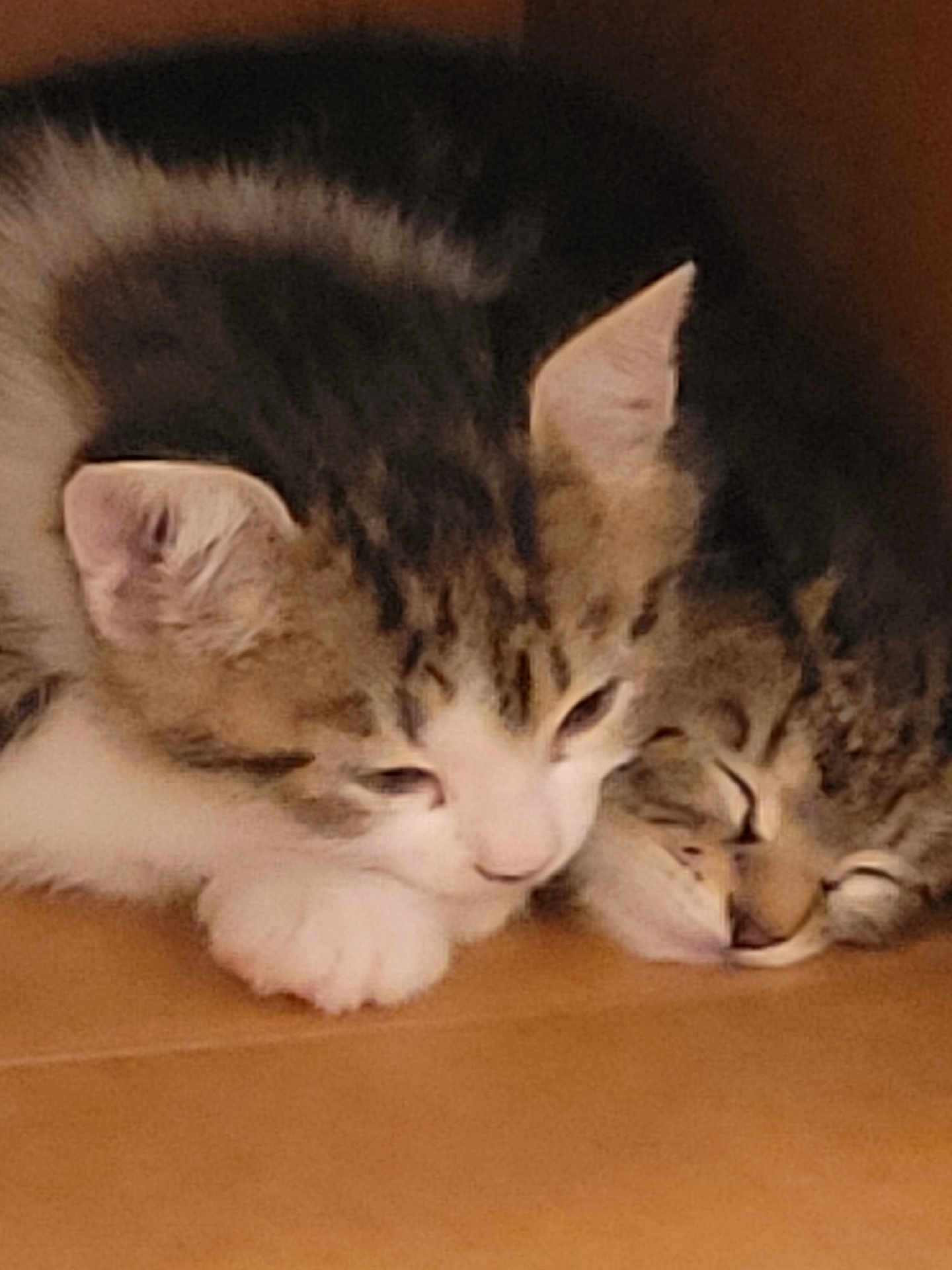 North And Missy is registered to the contest to win money with this photo: cat, kitten, sleeping, snuggling, fur, pet, animal, cute, closeup, whiskers, ears, tabby, white_paw, resting, indoor, floor, domestic_animal, friendship, together, cozy