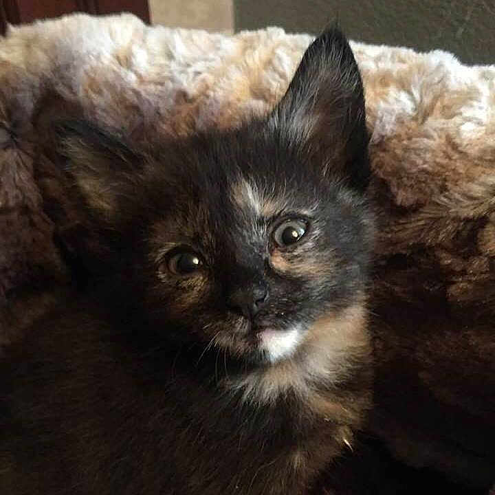 Bongo is registered to the contest to win money with this photo: asian, asian_semi_longhair, black_cat, british_semi_longhair, carnivore, cat, domestic_long_haired_cat, ear, eye, fawn, felidae, fur, german_rex, kitten, mammal, nebelung, small_to_medium_sized_cats, snout, whiskers