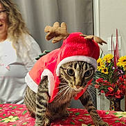Gabby joined the competition — help win amazing prizes! cat, tabby_cat, costume, reindeer, antlers, holiday, christmas, tablecloth, flowers, bouquet, person, glasses, curly_hair, indoor, decor, festive, animal, pet, curious, blurred_background