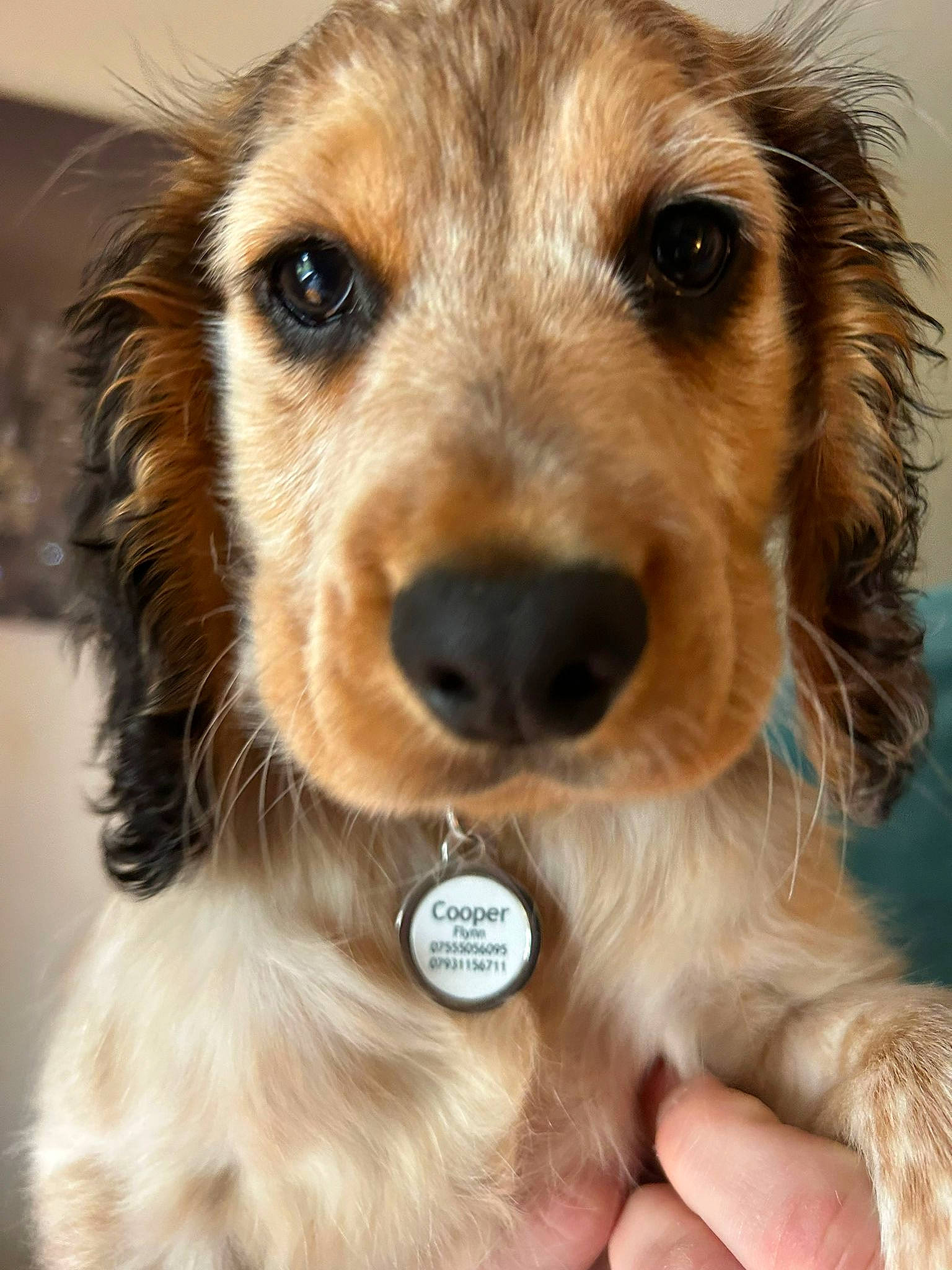 Cooper is registered to the contest to win money with this photo: canidae, carnivore, clock, companion_dog, dog, dog_breed, dog_collar, fashion_accessory, fawn, fur, liver, snout, sporting_group, whiskers