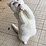 cat, white_cat, pet, animal, playing, grass, outdoor, tile_floor, curious, cute, feline, paw, ears, whiskers, mouth_open, tail, domestic_animal, nature, funny_expression, standing