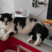 Nivea a rejoint le concours — aidez-le/la à gagner de superbes lots ! carnivore, cat, comfort, domestic_short_haired_cat, felidae, fur, home_appliance, input_device, kitchen, mechanical_fan, peripheral, room, small_to_medium_sized_cats, tail, whiskers