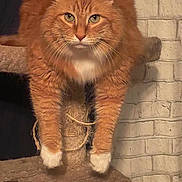 Fresca is registered to the contest to win money with this photo: cat, ginger_cat, fluffy, white_paws, cat_tree, lounging, pet, indoor, brick_wall, feline, animal, cute, whiskers, ears, fur, relaxed, looking_at_camera, paw, close_up, domestic_cat