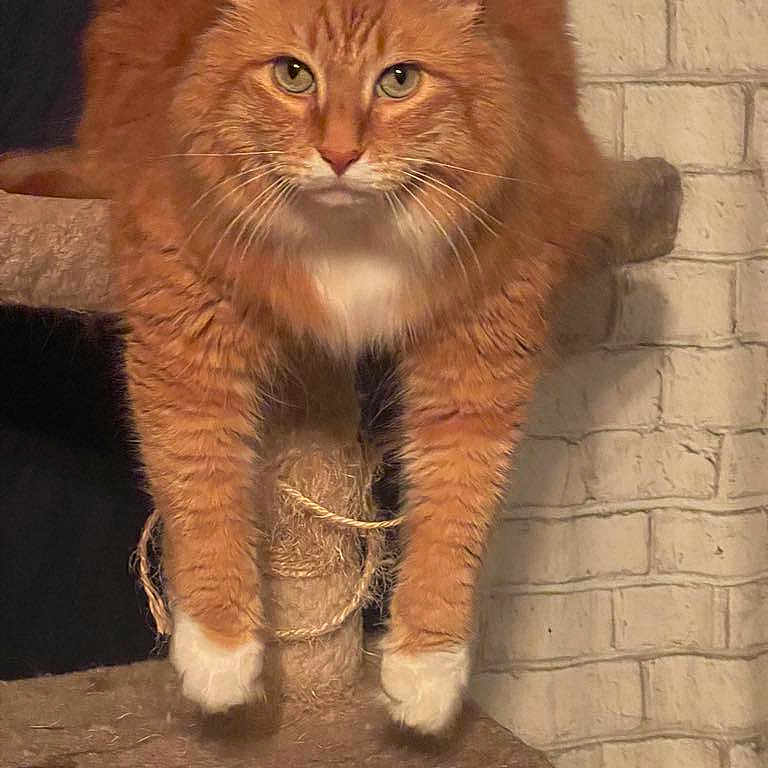 Fresca is registered to the contest to win money with this photo: animal, brick_wall, cat, cat_tree, close_up, cute, domestic_cat, ears, feline, fluffy, fur, ginger_cat, indoor, looking_at_camera, lounging, paw, pet, relaxed, whiskers, white_paws