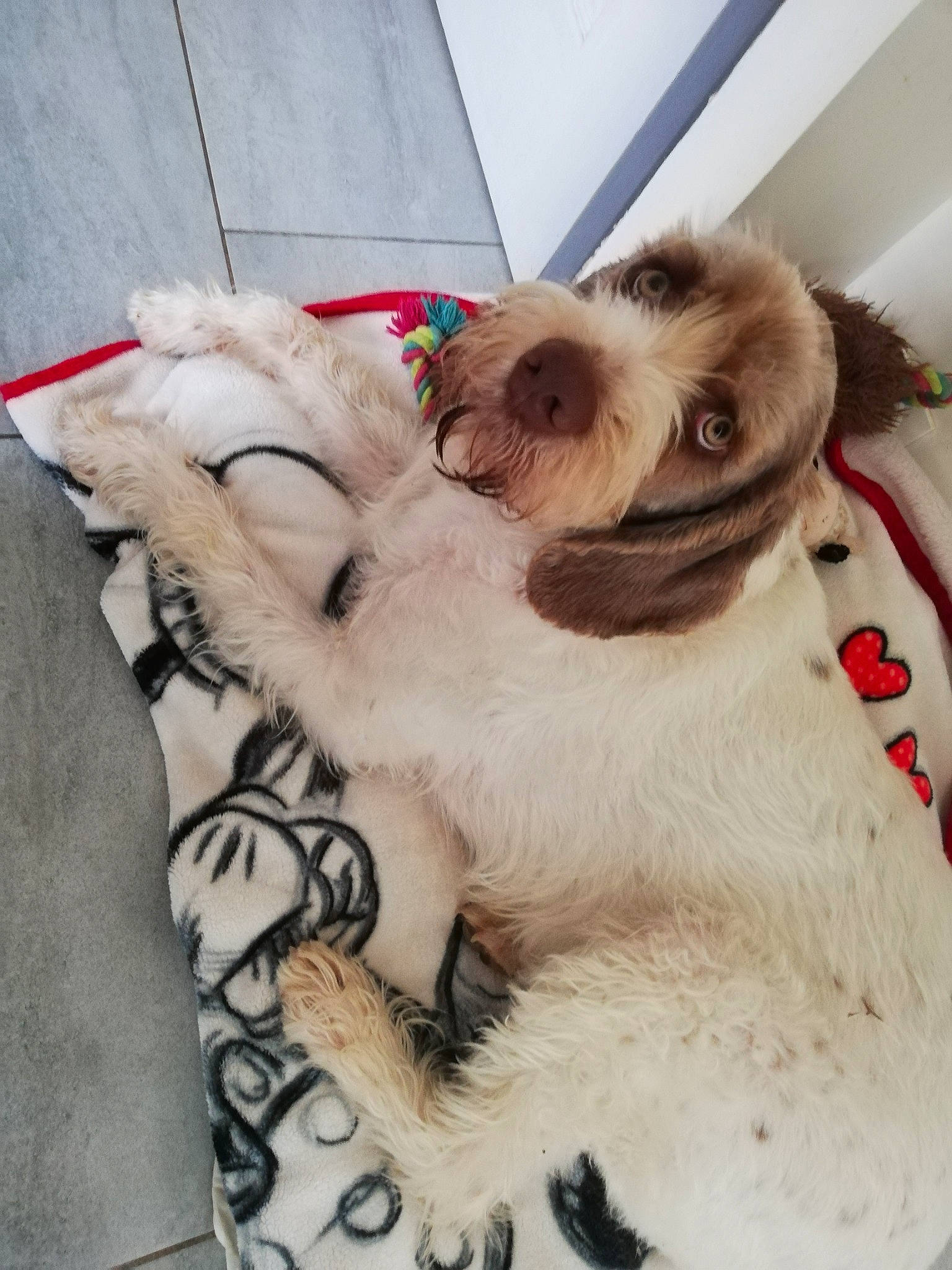 Riko participe au concours pour gagner de l'argent avec cette photo : carnivore, collar, comfort, companion_dog, dog, dog_breed, dog_collar, dog_supply, fawn, fur, fur_clothing, liver, natural_material, paw, pet_supply, snout, terrier, toy, toy_dog, working_animal