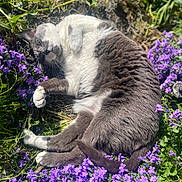 Igy a rejoint le concours — aidez-le/la à gagner de superbes lots ! cat, flower, purple_flower, outdoor, sunlight, relaxed, animal, pet, grass, nature, greenery, feline, cute, whiskers, paw, lying_down, fur, garden, playful, sunny