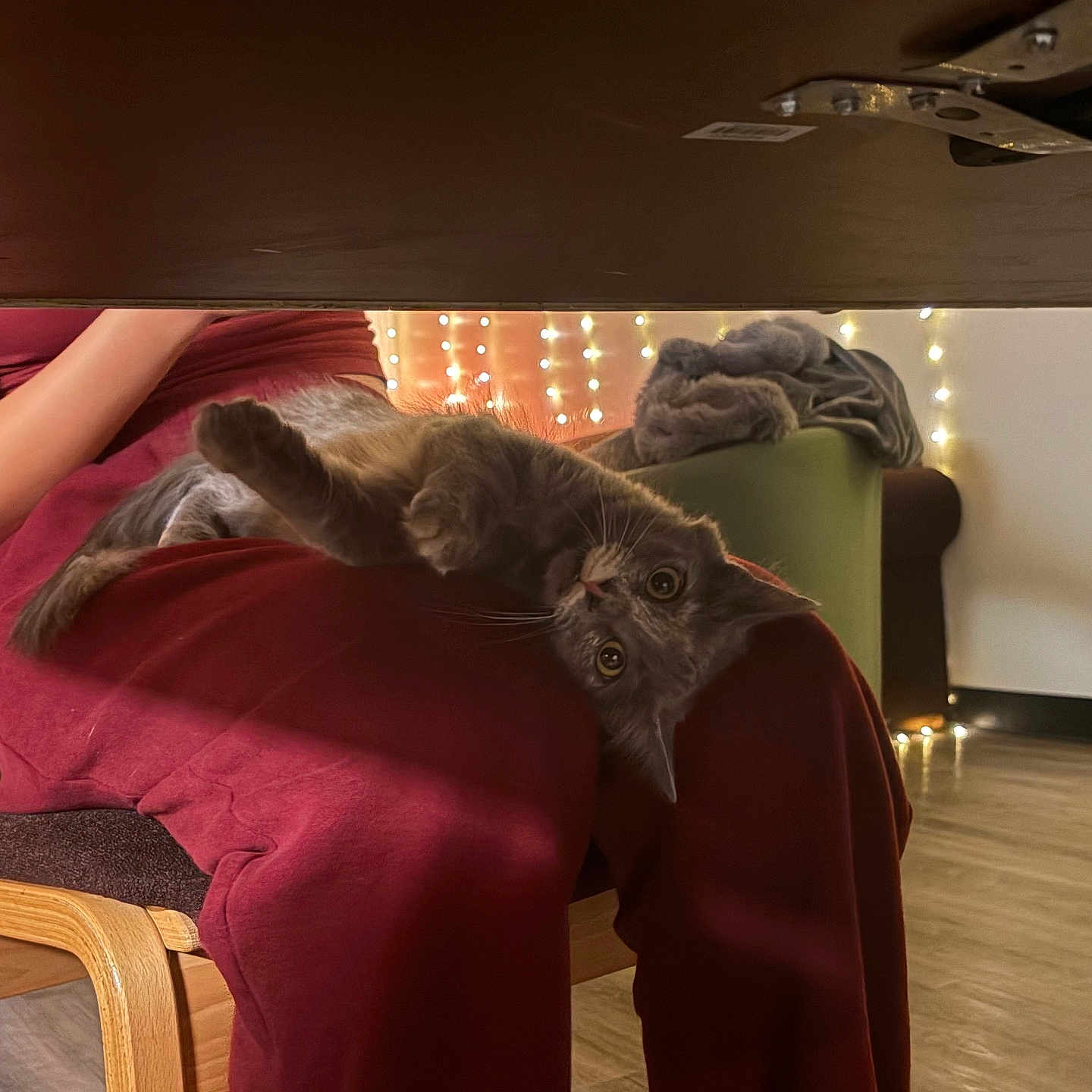 Cleo is registered to the contest to win money with this photo: cat, person, chair, indoor, wooden_chair, maroon_clothing, gray_cat, string_lights, blanket, floor, relaxed, playful_cat, lap, furniture, home, cozy, soft_lighting, casual, warm, pet