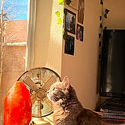 Cleo joined the competition — help win amazing prizes! cat, window, salt_lamp, fan, sunlight, indoor, plant, vines, photographs, books, tv, furniture, cozy, pet, fur, orange, gray, warm_light, curtains, sitting