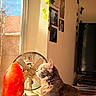 cat, window, salt_lamp, fan, sunlight, indoor, plant, vines, photographs, books, tv, furniture, cozy, pet, fur, orange, gray, warm_light, curtains, sitting