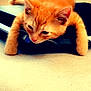 Leo is registered to the contest to win money with this photo: animal, beige_surface, black_object, cat, closeup, curious, cute, domestic_cat, feline, fur, indoor, kitten, orange_cat, paws, pet, relaxed, resting, soft, whiskers, young_cat