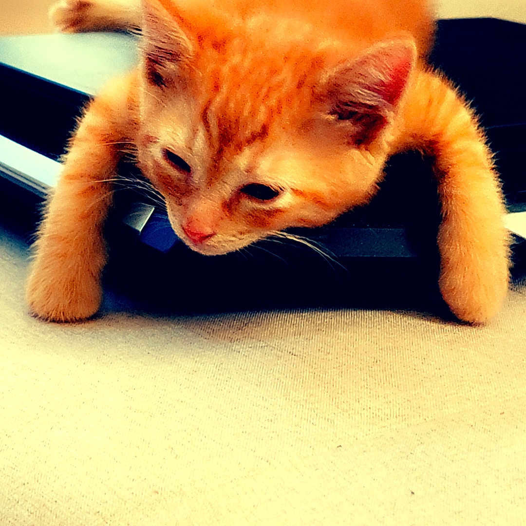 Leo is registered to the contest to win money with this photo: animal, beige_surface, black_object, cat, closeup, curious, cute, domestic_cat, feline, fur, indoor, kitten, orange_cat, paws, pet, relaxed, resting, soft, whiskers, young_cat