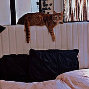 Leo joined the competition — help win amazing prizes! bed, blanket, cat, cozy, curtains, cushion, domestic, furniture, ginger_cat, headboard, home, indoor, living_space, pillow, plant, relaxed, resting, sleepy, striped, window