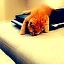 Leo joined the competition — help win amazing prizes! animal, comfortable, couch, cozy, curious, cute, domestic_animal, exploring, fur, furniture, home, indoor, kitten, laptop, orange_cat, pet, resting, small_animal, soft_light, young_cat