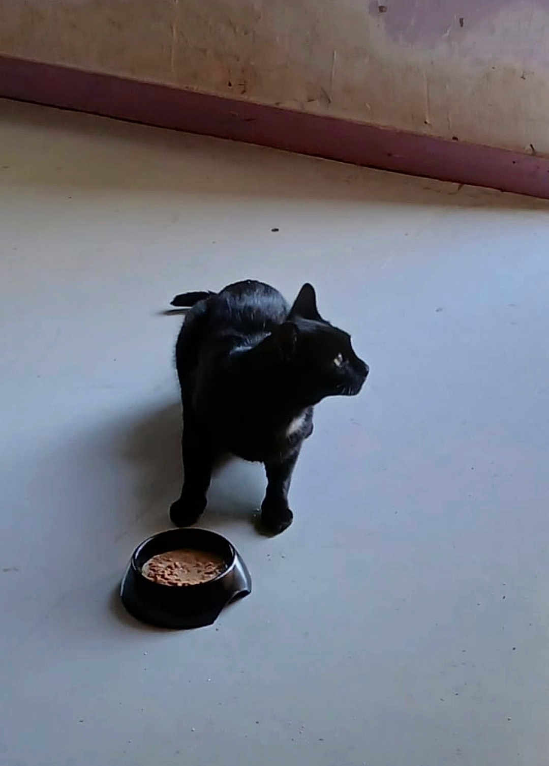 Mascotte a rejoint le concours — aidez-le/la à gagner de superbes lots ! alert, animal, black_cat, cat, clean_floor, companion, curious, domestic_animal, empty_room, feline, floor, food_bowl, indoor, meal, pet, quiet, shadow, side_view, single_animal, standing