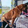 Naya a rejoint le concours — aidez-le/la à gagner de superbes lots ! dog, chair, table, person, leash, window, curtains, fence, indoor, outdoor, patterned_tablecloth, remote_control, seated, brown_fur, ears, paw, face, clothing, sitting, resting