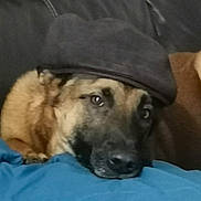 Naya a rejoint le concours — aidez-le/la à gagner de superbes lots ! dog, canine, pet, cap, hat, couch, indoor, resting, brown_fur, black_fur, face, headwear, closeup, portrait, animal, domestic_animal, relaxed, blue_cushion, furniture, cozy