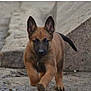 puppy, dog, young, walking, outdoor, stone, path, ears, brown, black, animal, pet, canine, cute, fur, small, playful, nature, sidewalk, urban