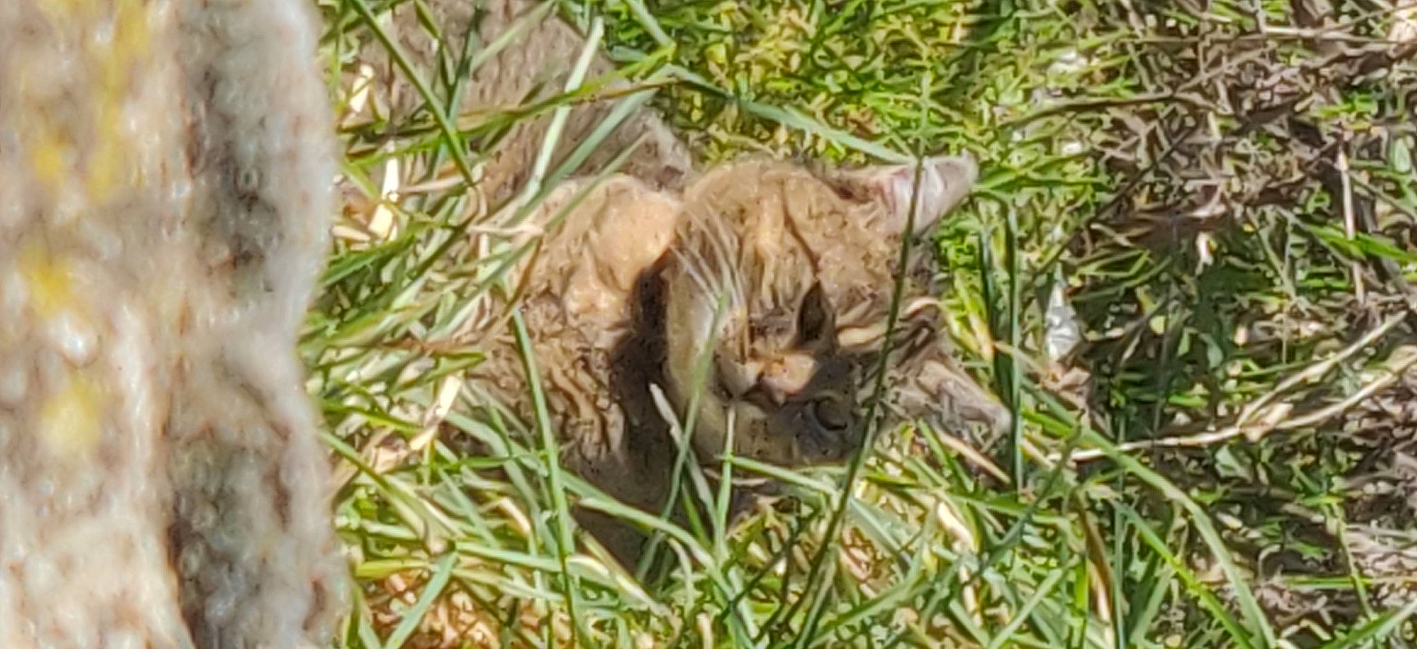 Peureuse participe au concours pour gagner de l'argent avec cette photo : big_cats, carnivore, cat, domestic_short_haired_cat, fawn, felidae, fur, grass, groundcover, liver, plant, small_to_medium_sized_cats, snout, tail, terrestrial_animal, whiskers, wildlife, wood