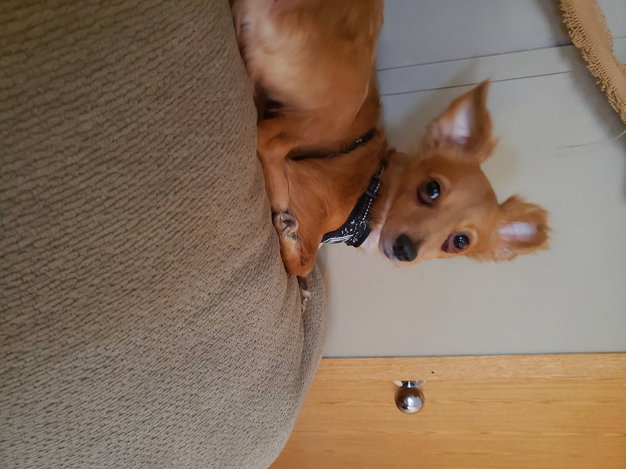 Sassy joined the competition — help win amazing prizes! canidae, carnivore, collar, companion_dog, dog, dog_breed, ear, fawn, felidae, flooring, foot, fur, hardwood, human_leg, small_to_medium_sized_cats, snout, sporting_group, whiskers, wood, working_animal