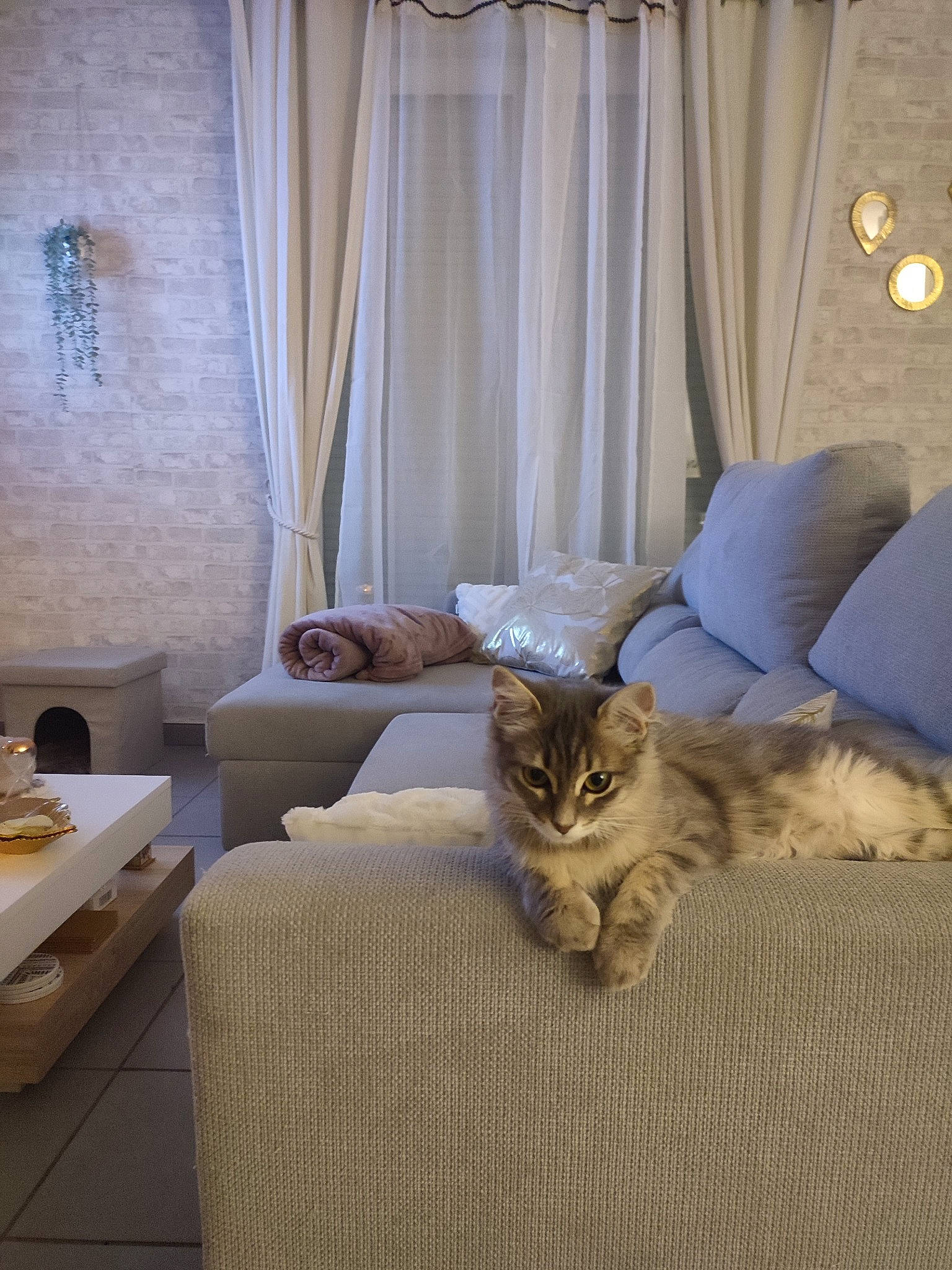 Muezza participe au concours pour gagner de l'argent avec cette photo : carnivore, cat, comfort, couch, curtain, fawn, felidae, floor, flooring, grey, hardwood, interior_design, lamp, living_room, small_to_medium_sized_cats, table, wall, whiskers, window, wood