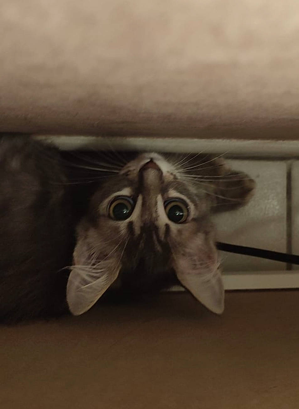 Muezza a rejoint le concours — aidez-le/la à gagner de superbes lots ! art, cat, cloud, eye, felidae, foot, gesture, grey, jaw, metal, monochrome, monochrome_photography, sky, small_to_medium_sized_cats, snout, symmetry, tints_and_shades, visual_arts, whiskers, wood