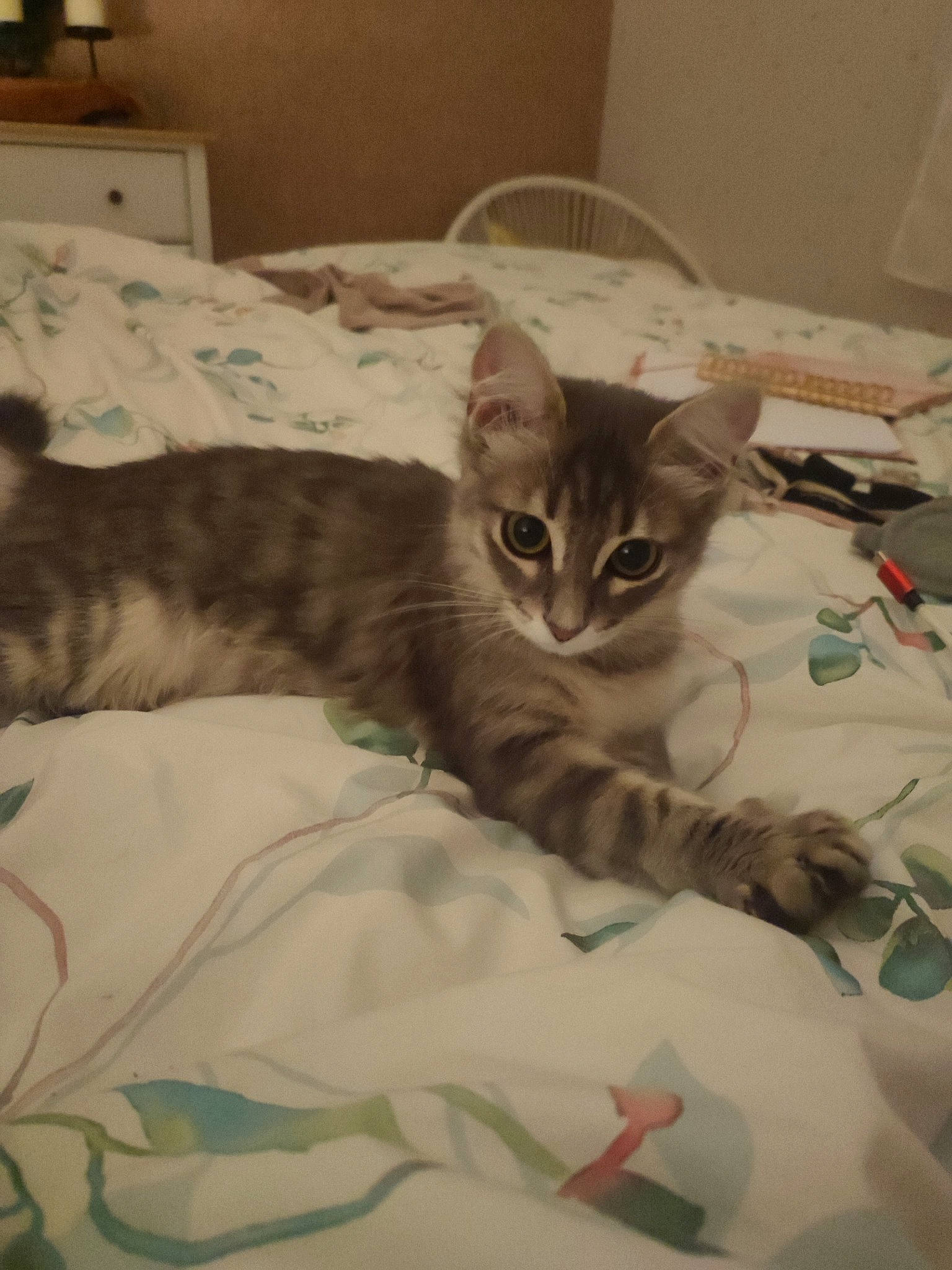 Muezza participe au concours pour gagner de l'argent avec cette photo : bed, bedding, carnivore, cat, cat_bed, claw, comfort, domestic_short_haired_cat, eye, felidae, fur, head, linens, nap, paw, room, small_to_medium_sized_cats, snout, tail, whiskers