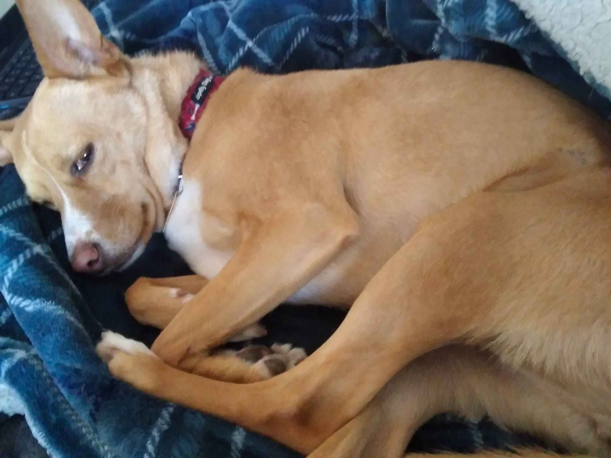 Penny is registered to the contest to win money with this photo: canidae, carnivore, collar, comfort, companion_dog, dog, dog_breed, dog_collar, dog_supply, fawn, fur, non_sporting_group, paw, pet_supply, snout, sporting_group, tail, whiskers, working_animal, working_dog