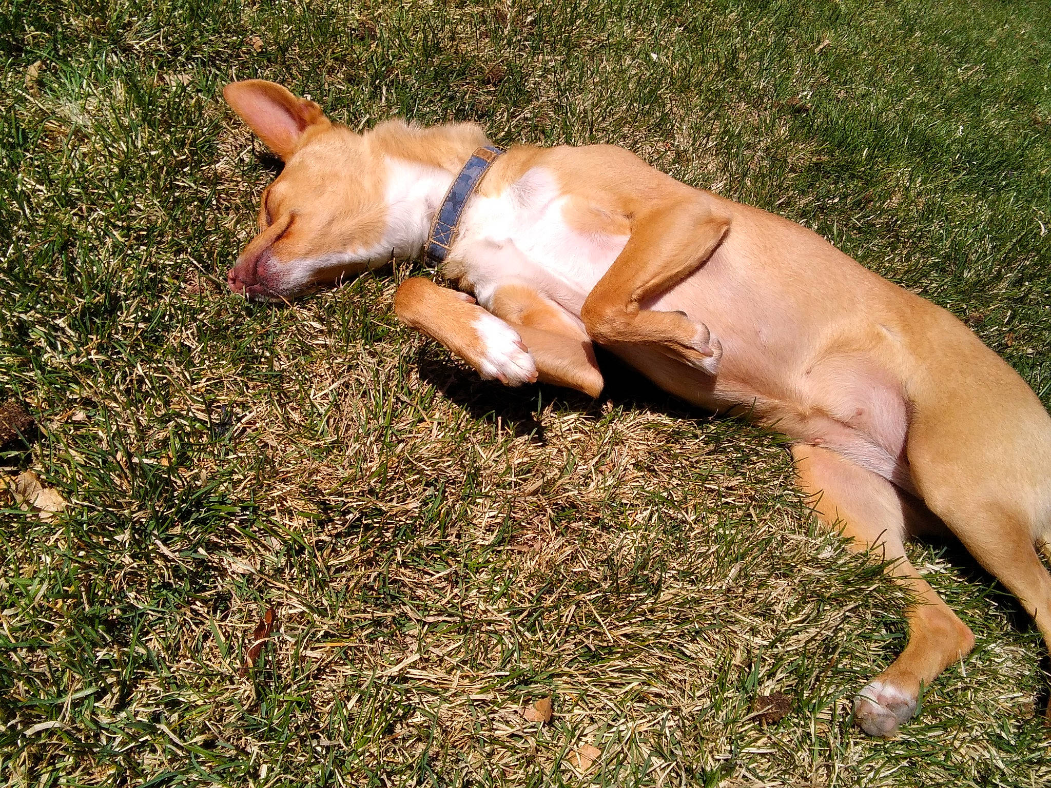 Penny is registered to the contest to win money with this photo: canidae, carnivore, companion_dog, dog, dog_breed, dog_collar, dog_supply, fawn, grass, hunting_dog, liver, non_sporting_group, paw, plant, sighthound, sporting_group, tail, terrestrial_animal, working_animal, working_dog