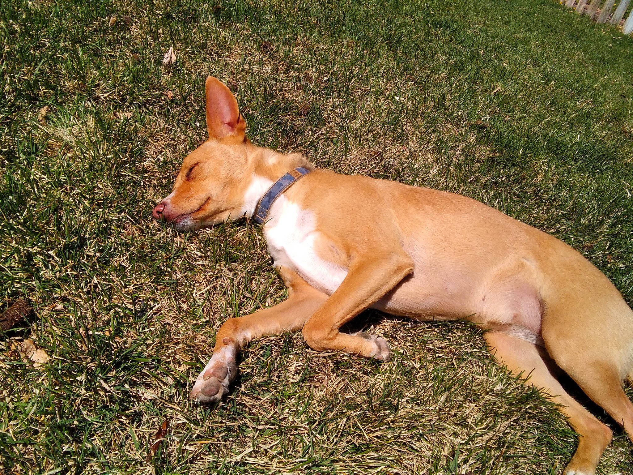 Penny is registered to the contest to win money with this photo: canidae, carnivore, collar, companion_dog, dog, dog_breed, dog_collar, dog_sports, dog_supply, fawn, grass, hound, liver, non_sporting_group, sighthound, snout, sporting_group, tail, terrestrial_animal, working_dog