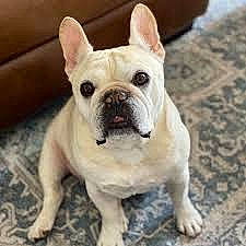 Zeebo joined the competition — help win amazing prizes! bulldog, canidae, carnivore, comfort, companion_dog, dog, dog_breed, ear, fawn, grass, non_sporting_group, snout, sporting_group, tail, terrestrial_animal, toy_dog, whiskers, working_animal, wrinkle