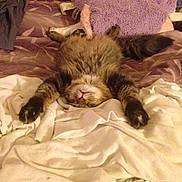 Rufus is registered to the contest to win money with this photo: