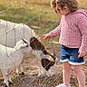 Stormy joined the competition — help win amazing prizes! child, toddler, goat, fence, outdoor, animal, curly_hair, pink_sweater, denim_shorts, white_shoes, grass, sunny, nature, petting_zoo, farm, interaction, cute, daylight, person, animal_fence