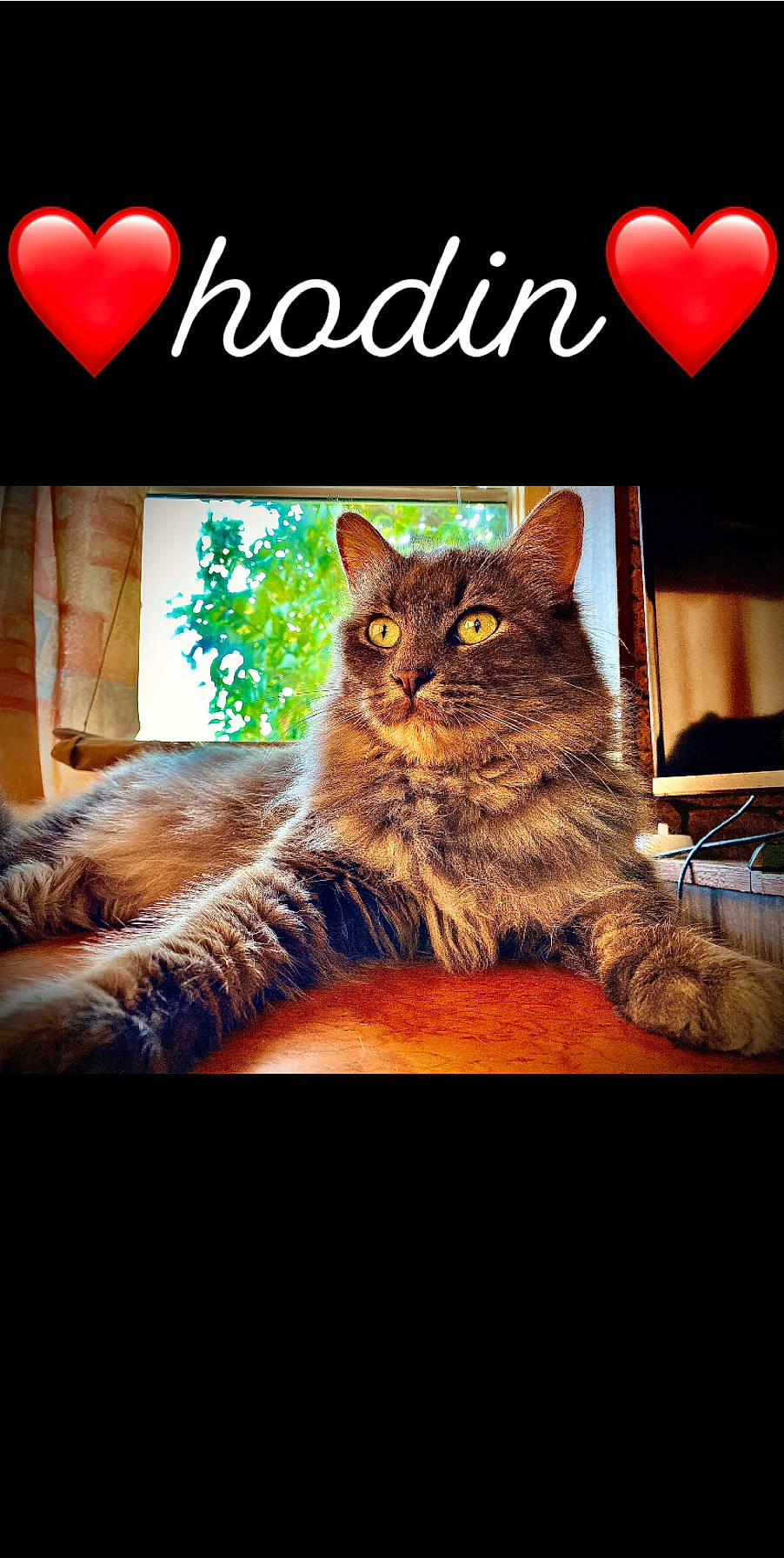 Hodin a rejoint le concours — aidez-le/la à gagner de superbes lots ! art, book_cover, carnivore, cat, darkness, domestic_short_haired_cat, felidae, font, fur, happy, illustration, lighting, organism, photo_caption, poster, small_to_medium_sized_cats, snout, tail, whiskers, wildlife