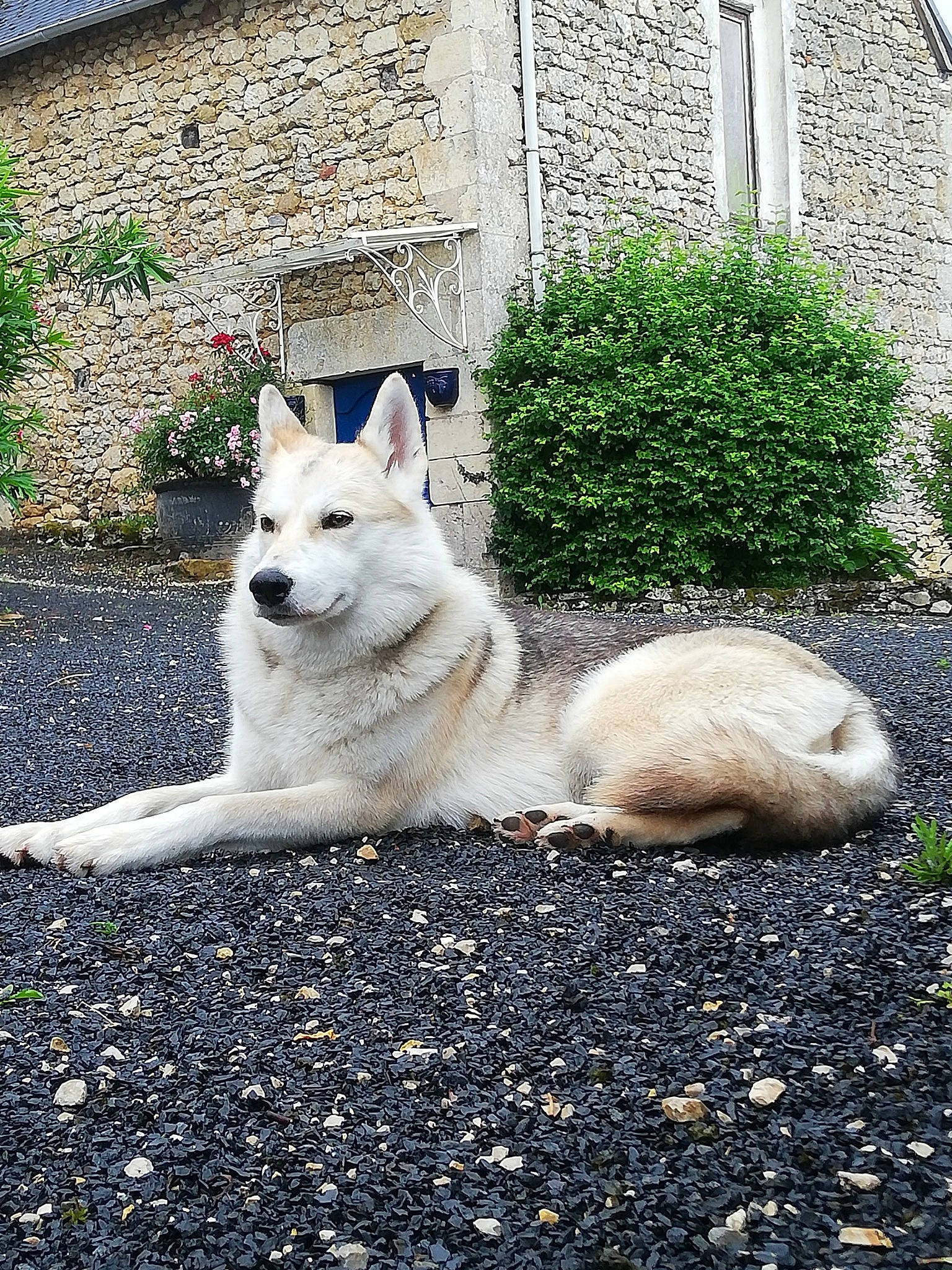 Izya a rejoint le concours — aidez-le/la à gagner de superbes lots ! ancient_dog_breeds, building, canidae, canis, carnivore, companion_dog, dog, dog_breed, fawn, fur, grass, house, plant, road_surface, sporting_group, tail, window, wolf, working_animal, working_dog