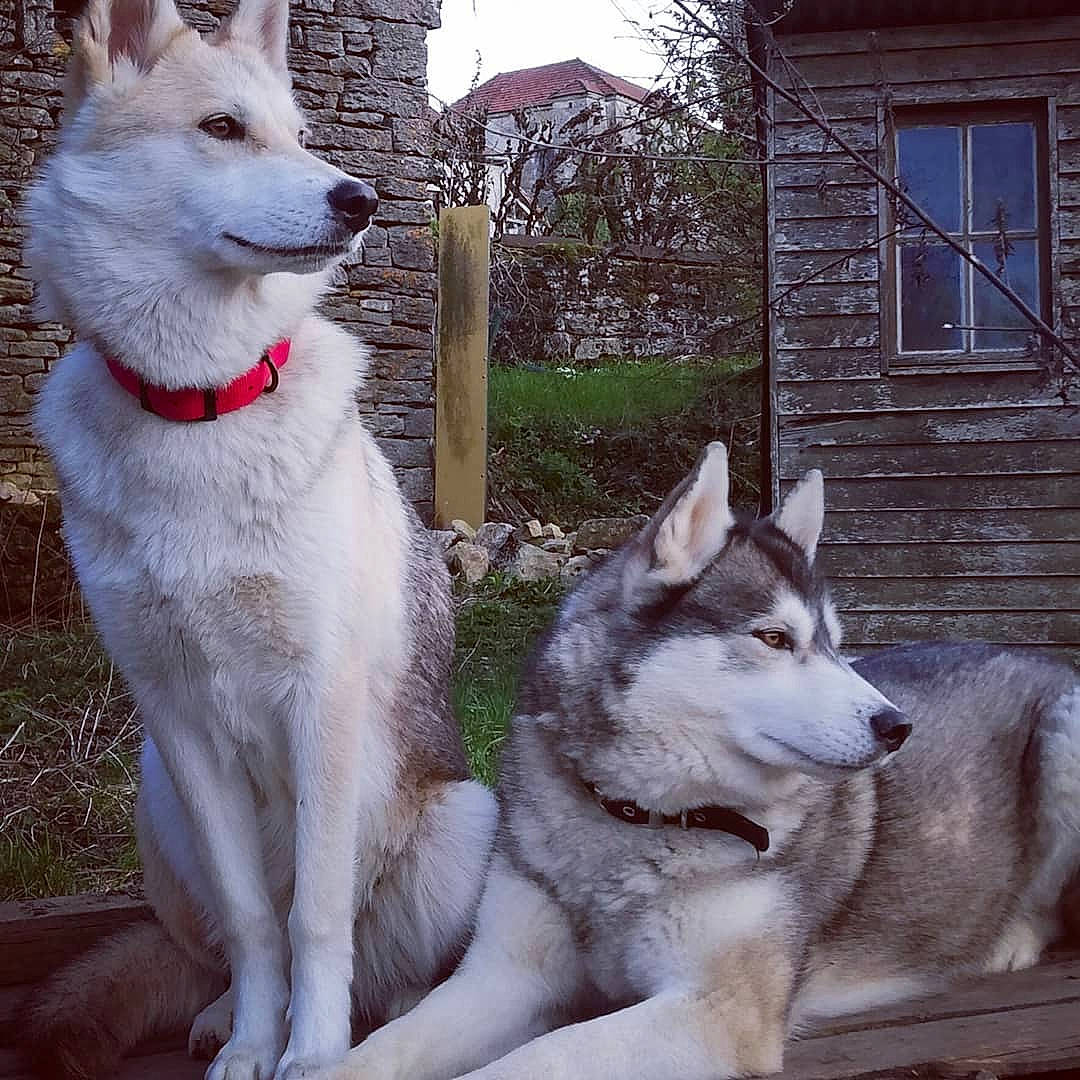 Izya participe au concours pour gagner de l'argent avec cette photo : canidae, carnivore, collar, companion_dog, dog, dog_breed, dog_collar, door, fawn, fur, house, sled_dog, snout, sporting_group, tail, tree, white, window, wolf, working_animal